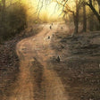 Immersive Private Lion Safari in the Gir National Park in Gujarat
