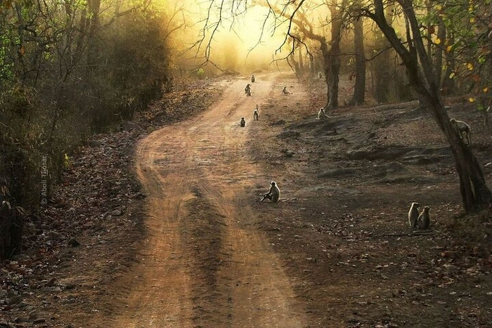 Immersive Private Lion Safari in the Gir National Park in Gujarat