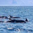 Premium Scuba Diving Package, Goa | Use THRILLO200 for Flat 200 Off