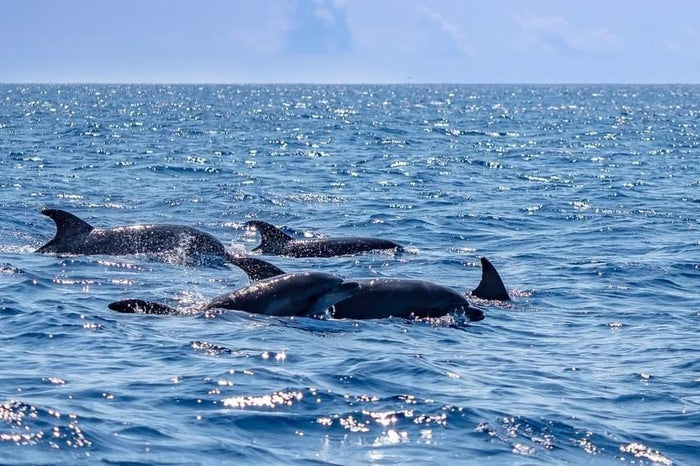 Premium Scuba Diving Package, Goa | Use THRILLO200 for Flat 200 Off