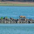 Same Day Ranthambore Tour