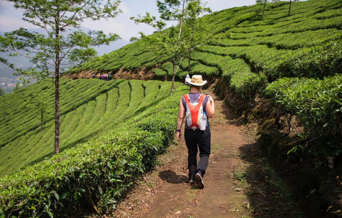 Soft Trek at Munnar