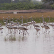 Tranquil Bishnoi Village Safari - An Education On Nature Conservation