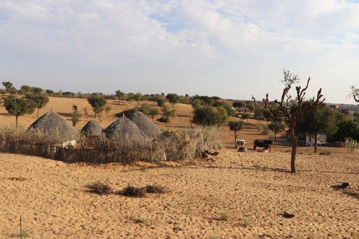 Osian Half-day Tour from Jodhpur with Camel Safari & Dinner