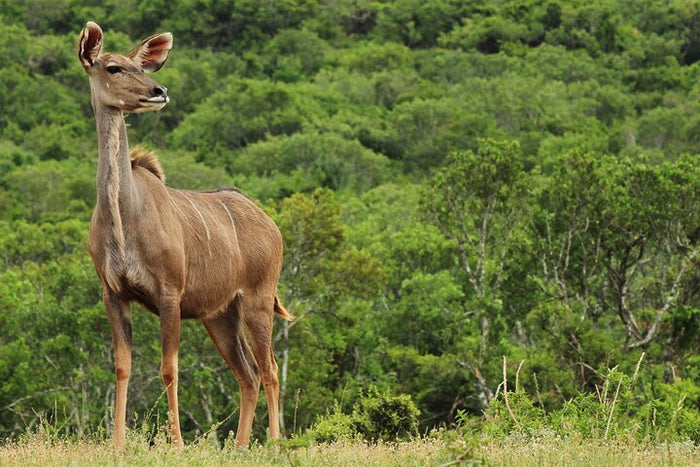 Deer