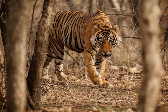 Tiger Reserve Ranthambore