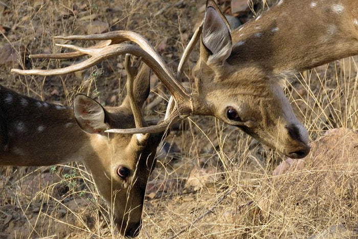 Ranthambore National Park