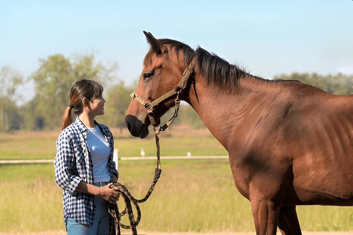 Photoshoot with Horse in Faridabad