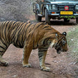 Tiger Sighting @ Ranthambore