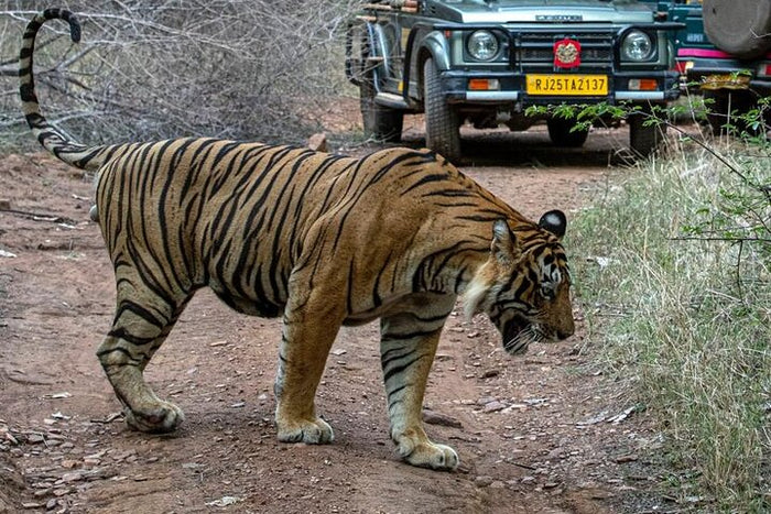 Tiger Sighting @ Ranthambore