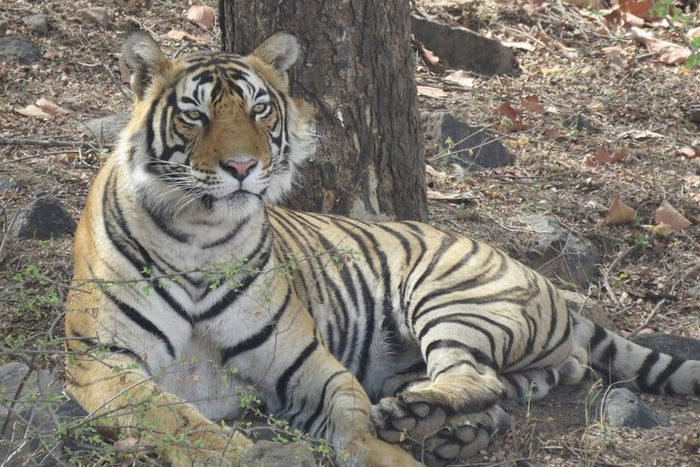 Ranthambore National Park