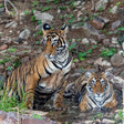 Tiger in Ranthambore National Park
