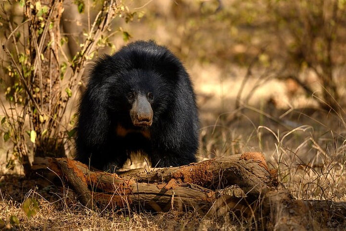 Sloth Bear at Ranthambore