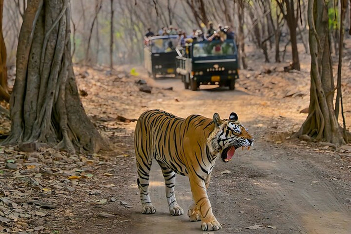 A majestic tiger confidently strolls in front of our safari vehicle in Ranthambore, a truly breathtaking sight.