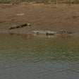 From Ranthambore:National Chambal Alligator Private Trip All Incl