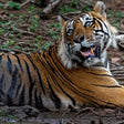 Tiger Sighting