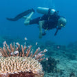 Scuba Diving in Havelock Island