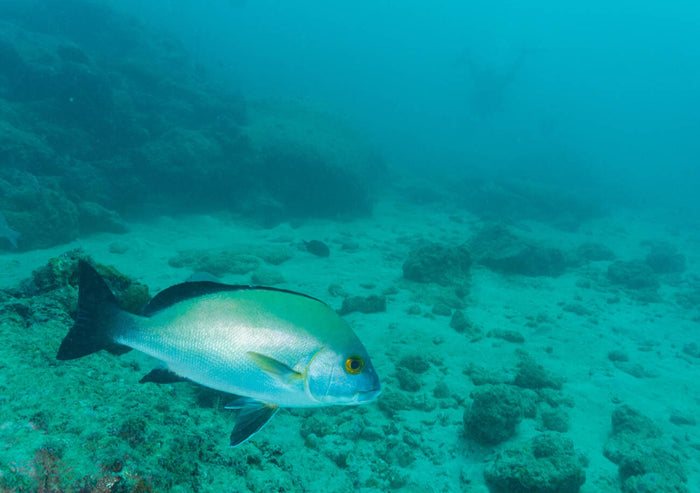 Scuba Diving in Havelock Island
