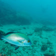Scuba Diving in Havelock Island