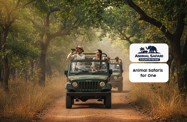 Wildlife Safari Gift Box: Exclusive Animal Encounters Across 40+ Iconic Indian Reserves