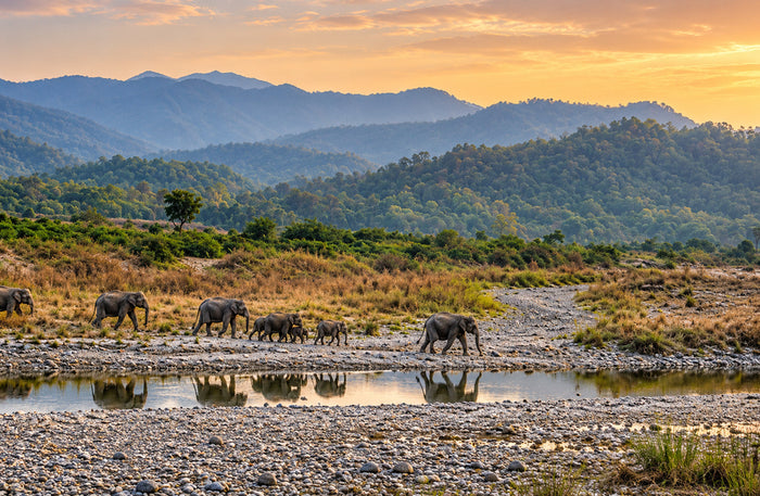 Captivating 16-Seater Shared Canter Safari in Dhikala Zone of Jim Corbett National Park