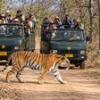 Captivating 16-Seater Shared Canter Safari in Dhikala Zone of Jim Corbett National Park