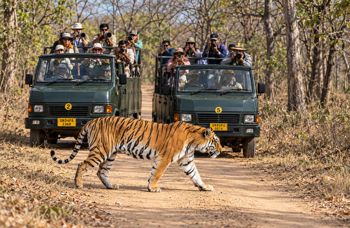 Captivating 16-Seater Shared Canter Safari in Dhikala Zone of Jim Corbett National Park