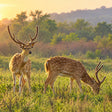 Captivating 16-Seater Shared Canter Safari in Dhikala Zone of Jim Corbett National Park
