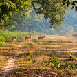 Captivating Private Jeep Safari in Jim Corbett's National Park Zones or Eco Tourism Zones