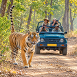 Captivating Private Jeep Safari in Jim Corbett's National Park Zones or Eco Tourism Zones