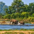 Captivating Private Jeep Safari in Jim Corbett's National Park Zones or Eco Tourism Zones