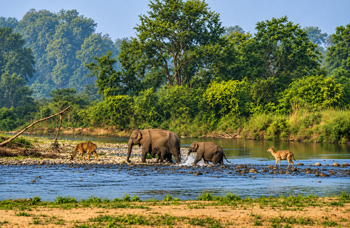 Captivating Private Jeep Safari in Jim Corbett's National Park Zones or Eco Tourism Zones