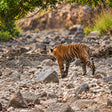 Captivating Private Jeep Safari in Jim Corbett's National Park Zones or Eco Tourism Zones