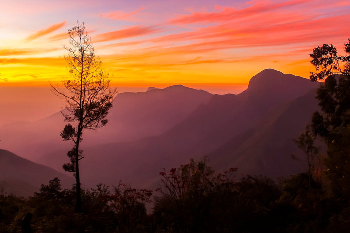 Sunrise Trek at Munnar for One