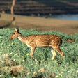 Private Rooftop Chef's Choice Dining Experience for Two at The Riverwood Forest Retreat - Pench