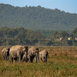 Elephant Safari Experience for One in Gorumara National Park