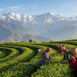 Kangra Valley Art, Heritage, and Tea Trail Experience