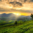 Local Tea Trail and Tea Factory Visit in Munnar