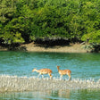 Private Bonfire Experience for Five at Sunderban Tiger Camp in Dayapur