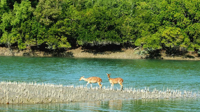 Private Bonfire Experience for Five at Sunderban Tiger Camp in Dayapur