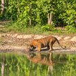 Thrilling Private Jeep Safari in the Jim Corbett Surrounding Forests for Up to 6 People
