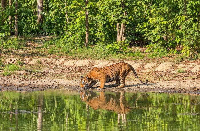 Thrilling Private Jeep Safari in the Jim Corbett Surrounding Forests for Up to 6 People
