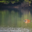 Private Bonfire Experience for Five at Sunderban Tiger Camp in Dayapur