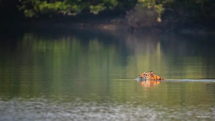Private Bonfire Experience for Five at Sunderban Tiger Camp in Dayapur