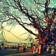 Curated Highlights of Cochin - Group Shore Excursion from Pier