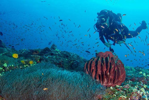 Curated Try Scuba Diving In Havlock