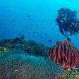 Curated Try Scuba Diving In Havlock