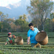 Kangra Valley Art, Heritage, and Tea Trail Experience