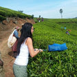 Local Tea Trail and Tea Factory Visit in Munnar