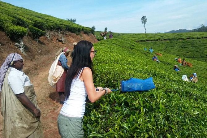 Local Tea Trail and Tea Factory Visit in Munnar